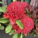 NSW Waratah
