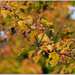 Autumn Leaves and Bokeh by hjbenson