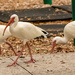 The Ibis Were Poking Their Way Along the Sidewalk!