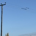 Birds on a wire 