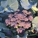 Purple Sprouting 