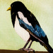 Magpie (acrylic painting)