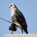 Ruff Legged Hawk