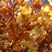 Golden Beech Leaves