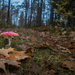 The toadstool