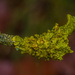 Lichen by haskar