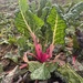 Swiss Chard 