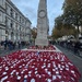 Poppies at the Cenotaph 
