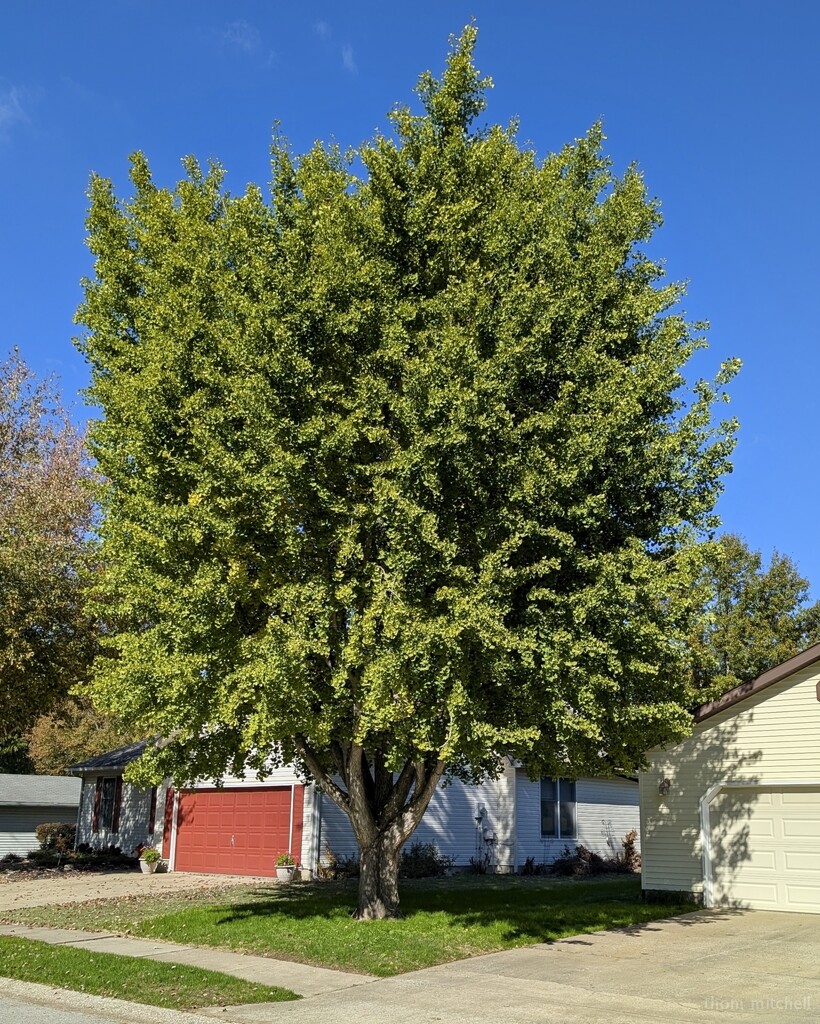 “Summer Coat” by rhoing