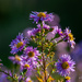 GardenAster by elisasaeter