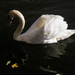 Swan