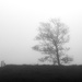 Tree in the Mist