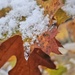Snowy oak