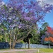 Maleny Jacarandas