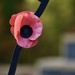Remembrance Day