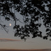 Moon through the trees