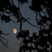 Moon through the trees 2