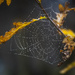 A spider web