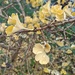 Golden ginkgo