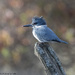 Belted Kingfisher