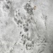 More Paw Prints