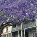 Jacaranda