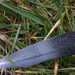 feather