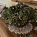 Christmas Cactus 