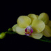 My orchids are blooming. PB122888