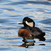 Hooded Merganser