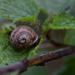 Tiny Snail