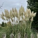 Next Door’s Pampas Grass