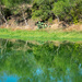Mesquite and Cactus mirrored in calm water