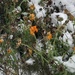 Flowers in the Snow