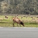 Roosevelt Elk