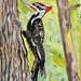 Woodpecker 