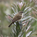 Female Cape Sugarbird