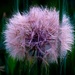 Purple Goats Beard