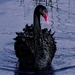 Swan