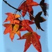 Sweetgum leaves...