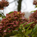 Hydrangea