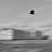 Beach huts and a bird.