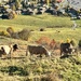 Swiss cows. 