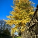 Ginkgo Tree