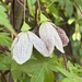 Clematis - Freckles 