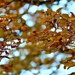 Leaves & Bokeh