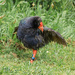 The Comeback of the Takahē