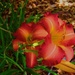 Beautiful Day Lilies ~
