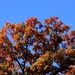 Colorful Treetop 