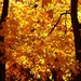 Autumn Gold
